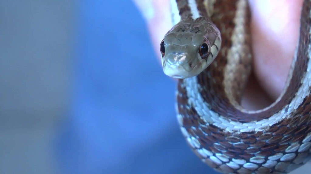 Close-Up of a Small Snake Cradled in Hand - Stunning Scales & Beauty Wallpaper