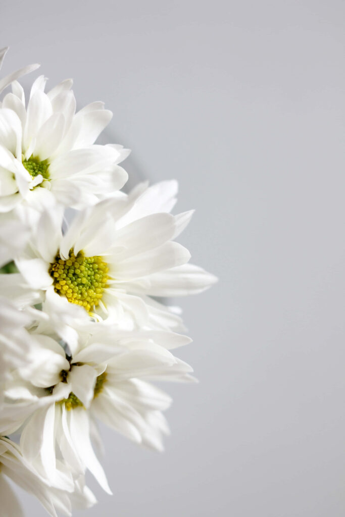 Close-Up White Daisies on Gray Background - Delicate Floral Wallpaper