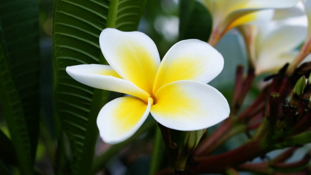 Stunning White & Yellow Flower Close-Up: Natural Wallpaper Background