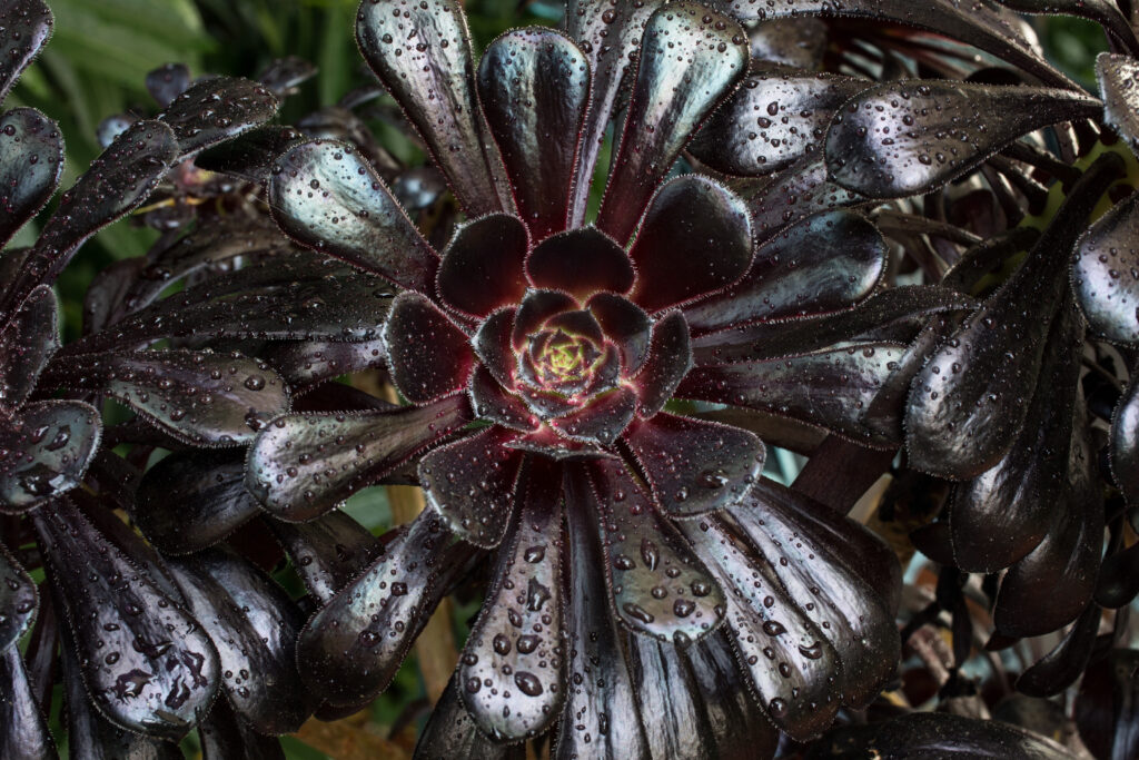 Vibrant Close-Up of Aeonium Arboreum with Water Droplets Wallpaper