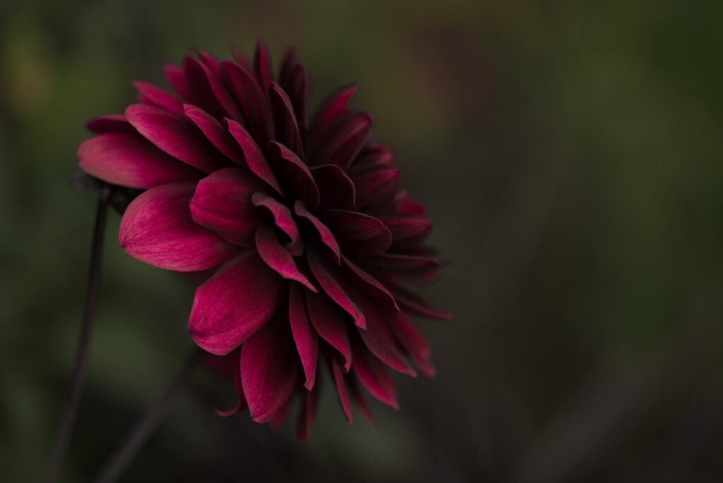 Enchanting Deep Red Flower Close-Up with Blurred Background Wallpaper
