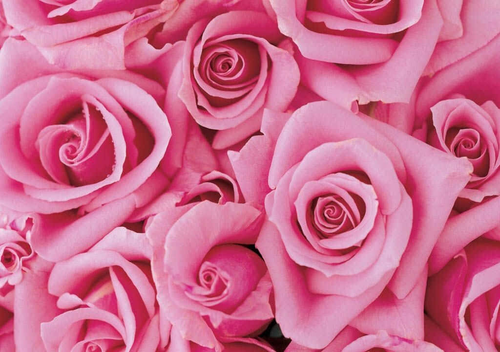 Captivating Close-Up of Vibrant Pink Roses: Delicate Petals & Spirals Wallpaper