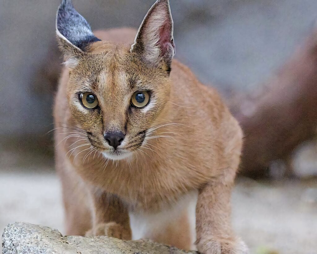Close-up of alert Caracal with tufted ears and intense gaze on blurred natural background wallpaper