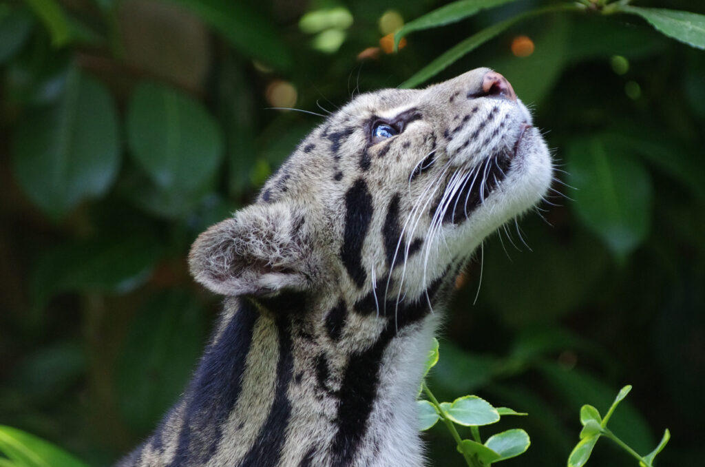 Stunning Clouded Leopard Wallpaper: Unique Spots & Blue Eyes