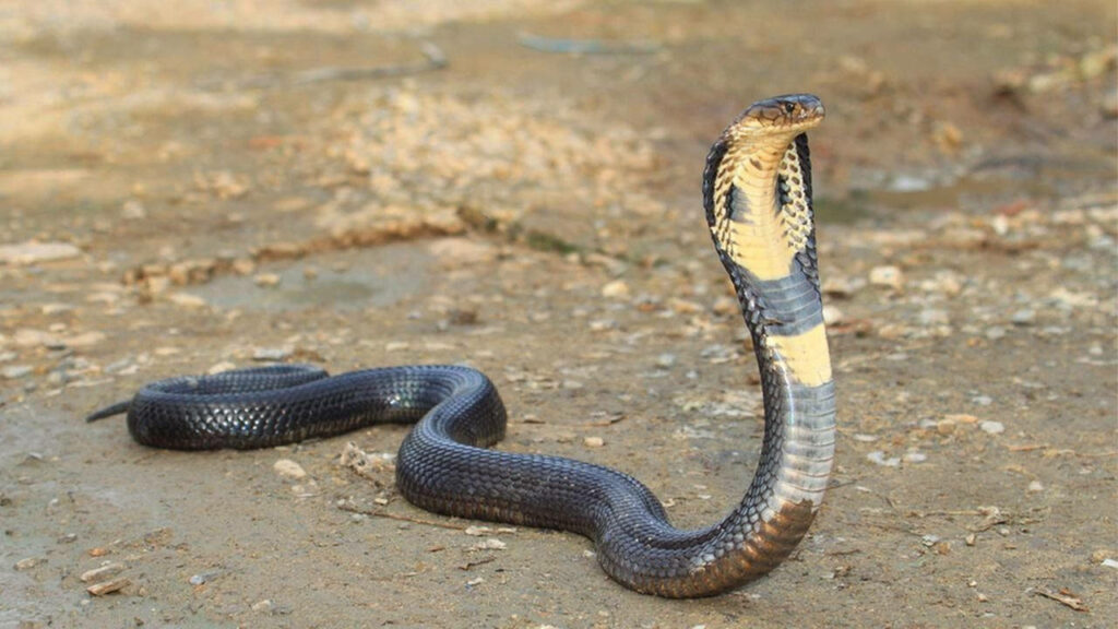 Stunning Cobra Wallpaper: Black & Gold Scales on Earthy Background