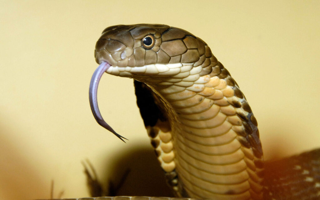 Close-Up Cobra Wallpaper: Intricate Scales & Intense Gaze