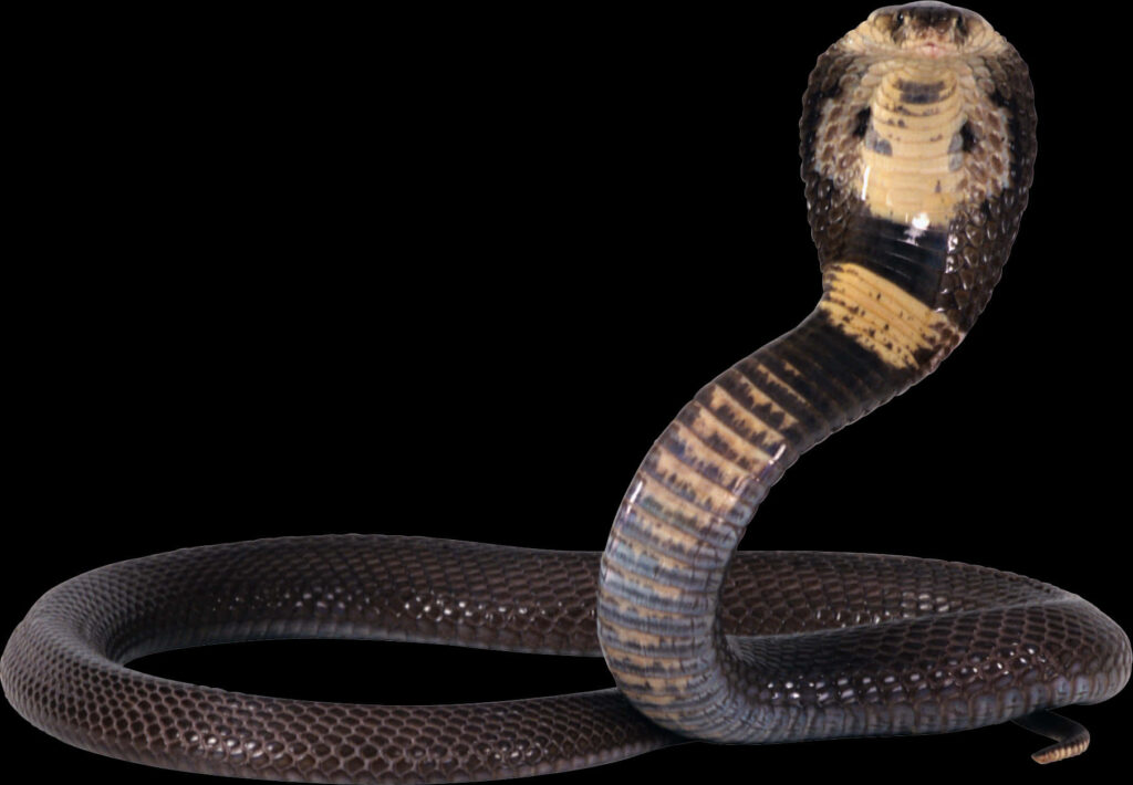 Stunning Cobra Wallpaper: Detailed Scales & Defensive Pose