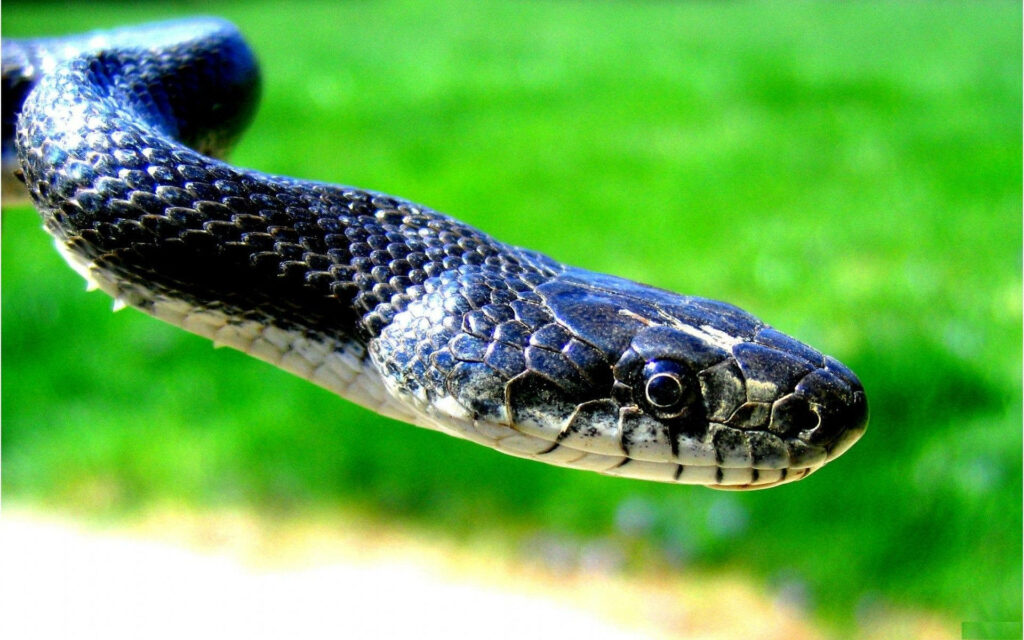 Cobra Wallpaper: Striking Side View with Detailed Scaly Skin