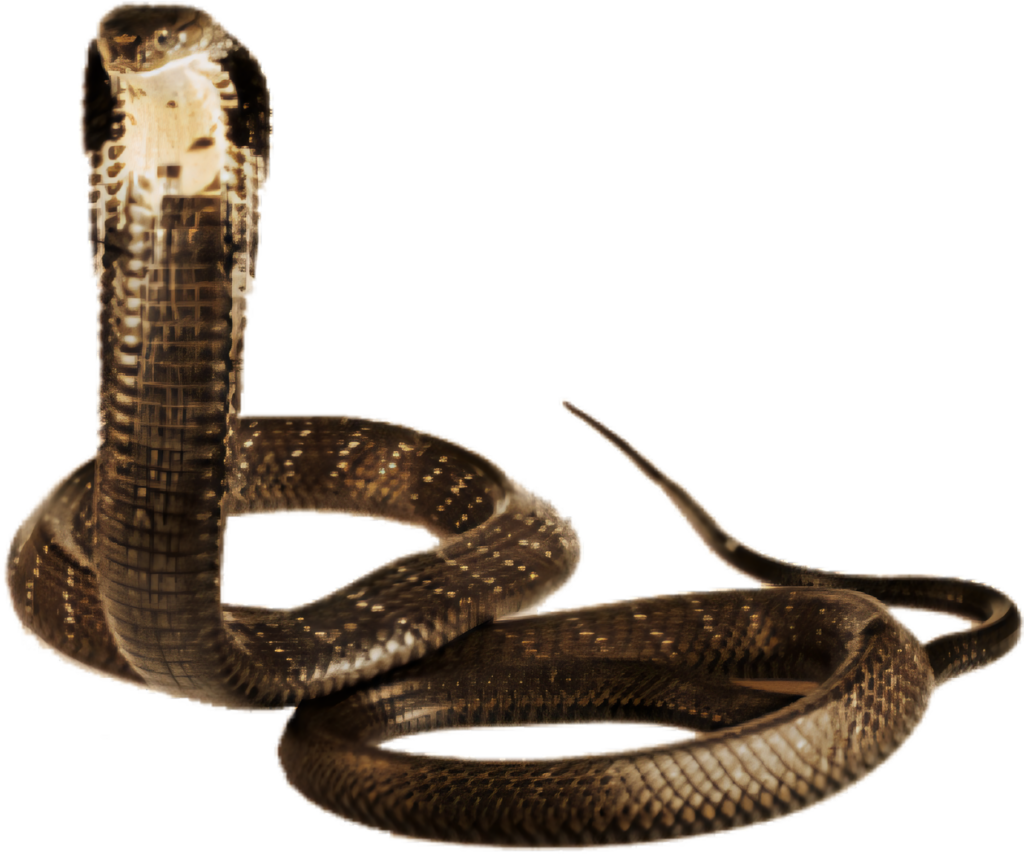 Stunning Cobra Wallpaper: Realistic Alert Pose with Intricate Patterns