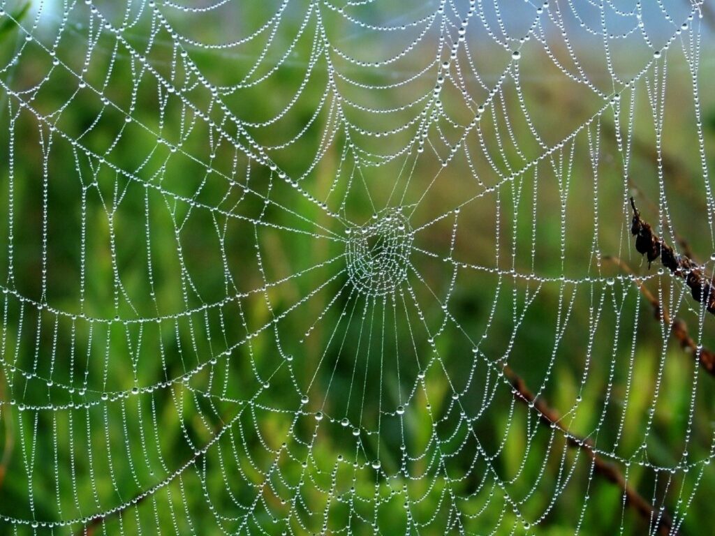 Stunning Cobweb Wallpaper: Dewdrops on Blurred Green Grass