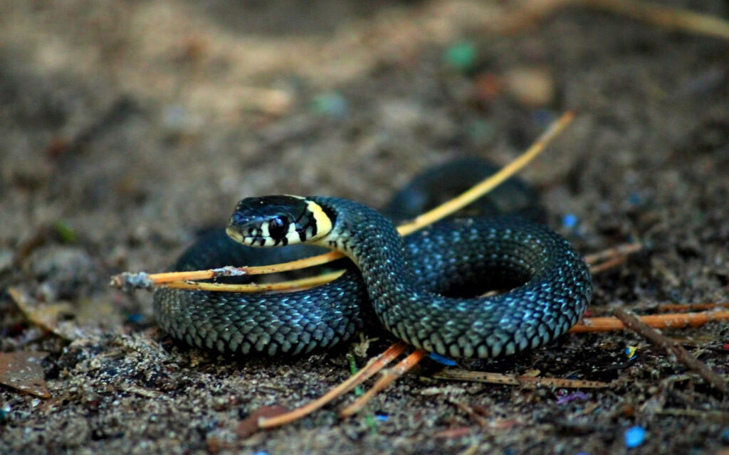 Blue-Ringed Snake Wallpaper: Captivating Nature Background