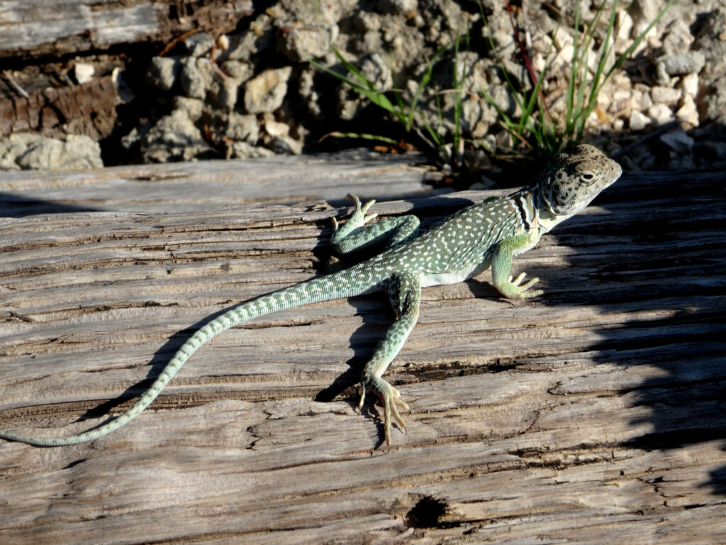 Vibrant Collared Lizard Portrait on Sunlit Log - Wildlife Photography Wallpaper