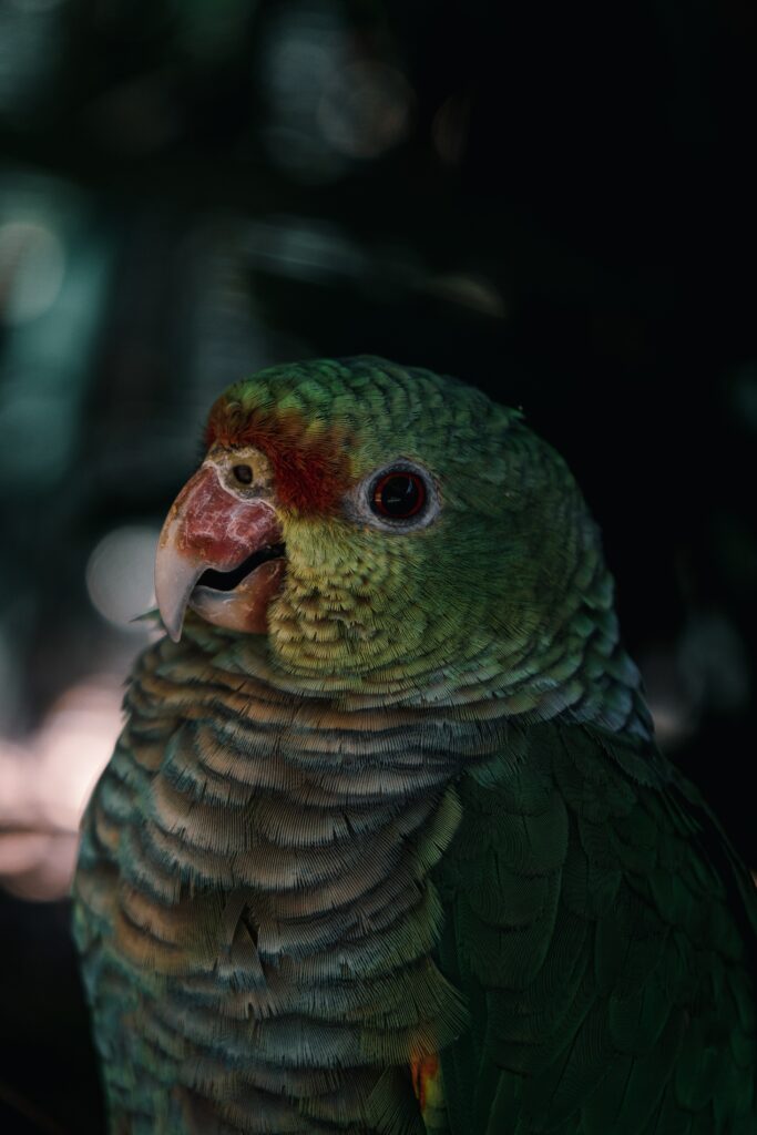 Vibrant Close-Up of Colorful Parrot - 4000x6000 Wallpaper
