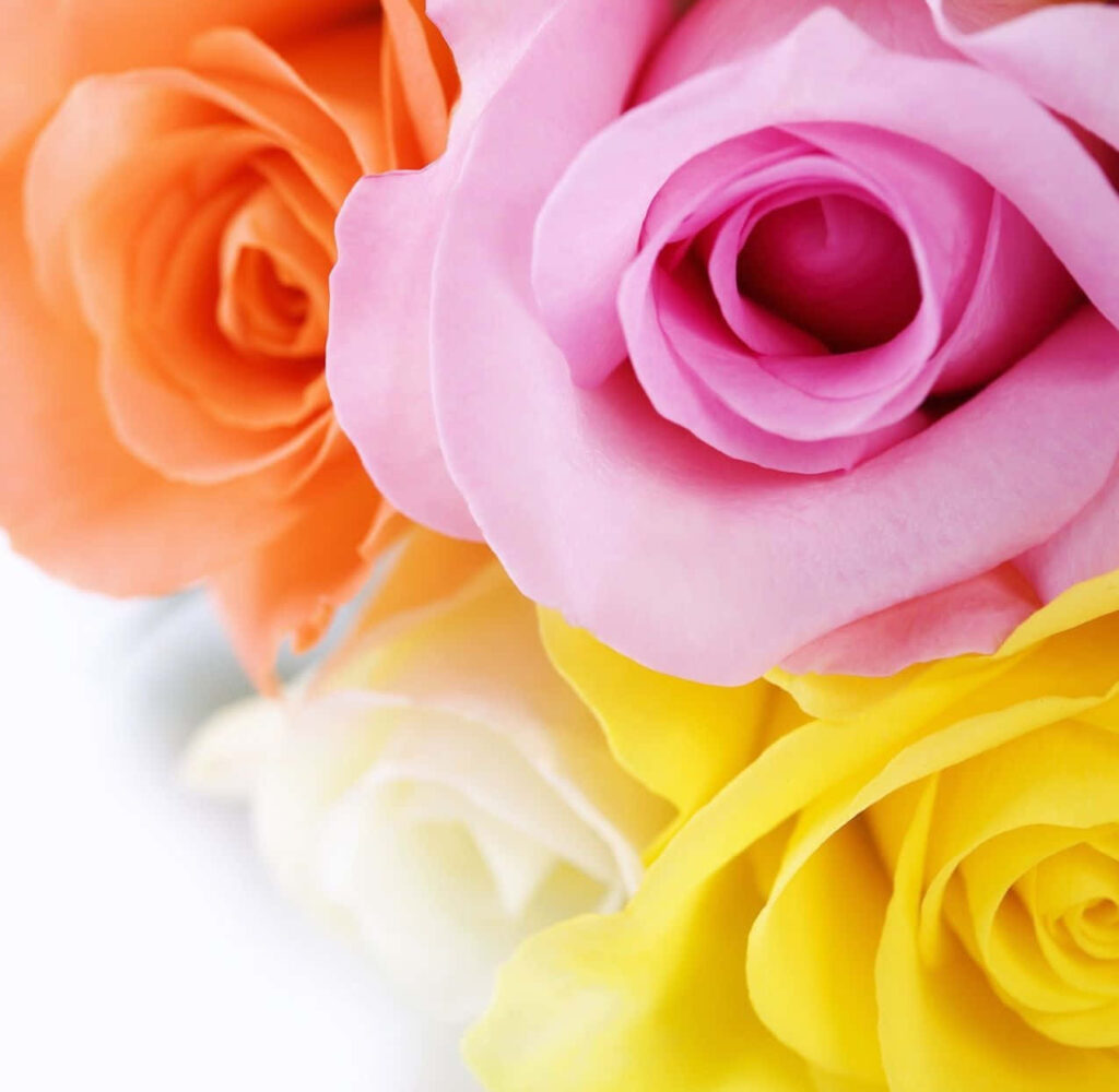 Vibrant Colorful Roses Wallpaper: Cheerful Floral Background