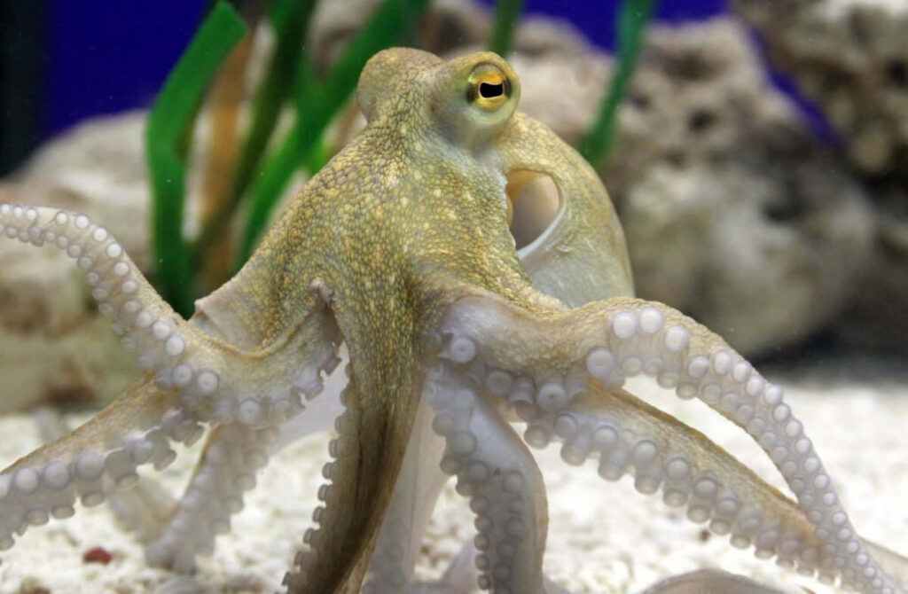 Stunning Common Octopus Wallpaper in Natural Aquarium Setting