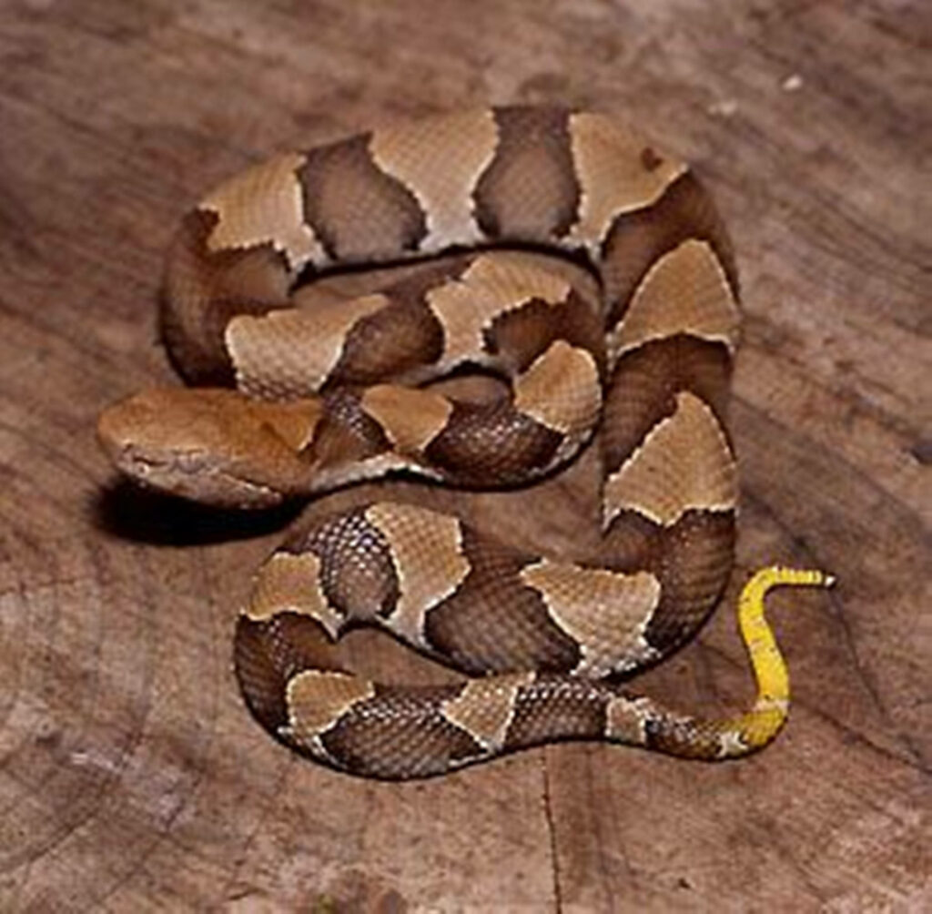Stunning Copperhead Snake Wallpaper on Wooden Surface Background