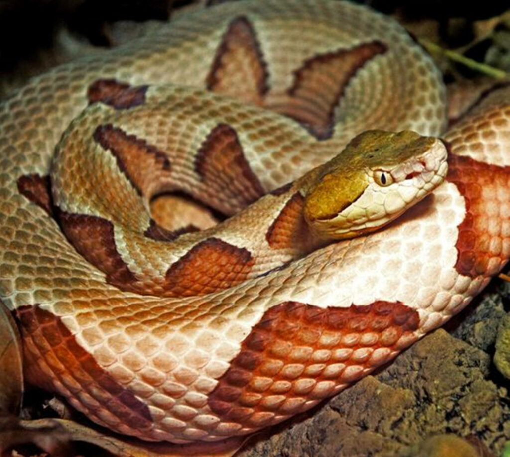 Copperhead Snake Wallpaper: Stunning Patterns & Natural Habitat