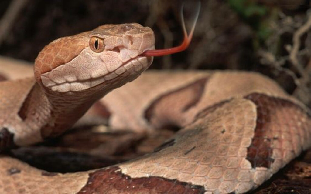 Stunning Copperhead Snake Wallpaper with Reddish-Brown Patterns