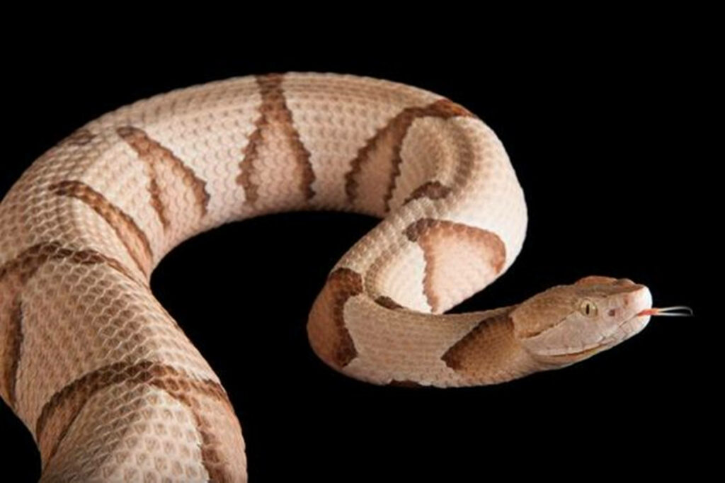 Stunning Copperhead Snake Wallpaper: Beige Scales on Black Background