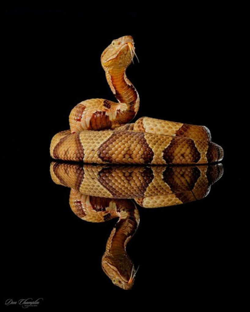 Stunning Copperhead Snake Wallpaper on Black Background