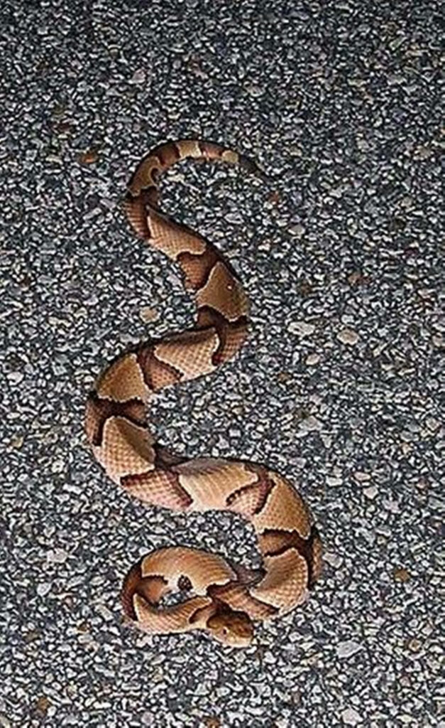 Stunning Copperhead Snake Wallpaper on Textured Gravel Background
