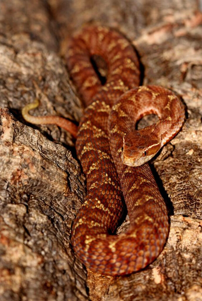 Elegant Copperhead Snake on Textured Tree Trunk - Nature Wallpaper
