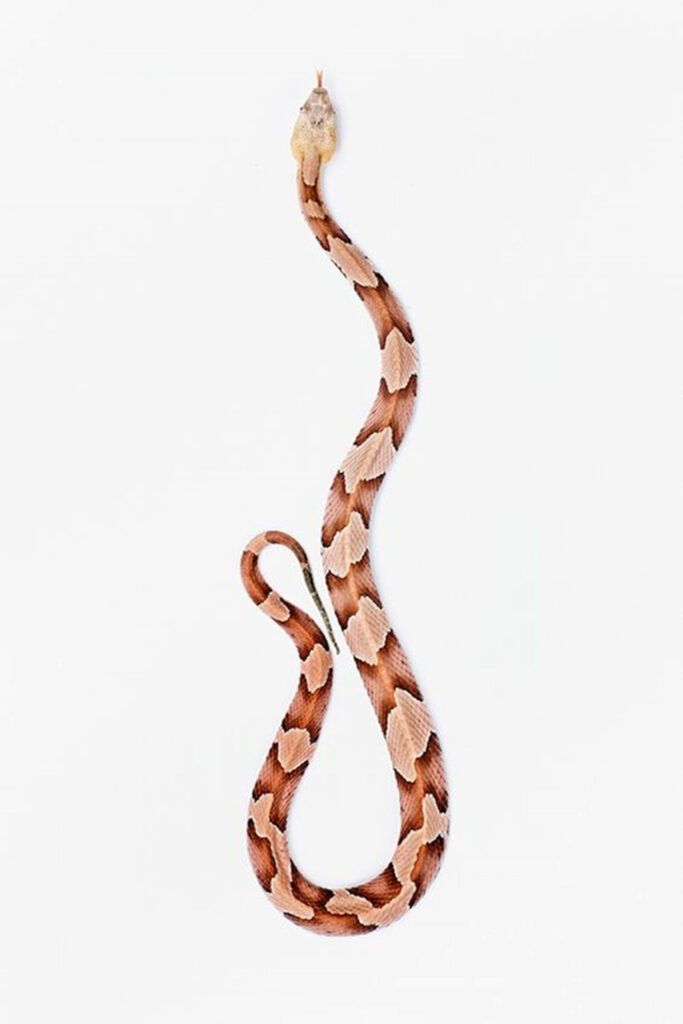 Stunning Copperhead Snake Wallpaper on White Background
