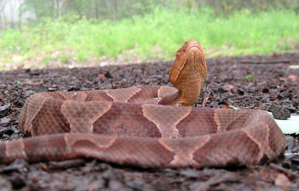 Copperhead Snake Wallpaper: Stunning Scales in Lush Natural Background