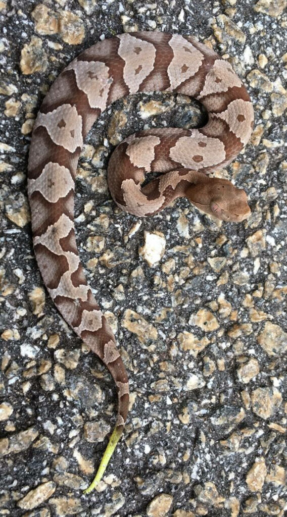 Copperhead Snake Wallpaper: Unique Green Tail & Textured Background