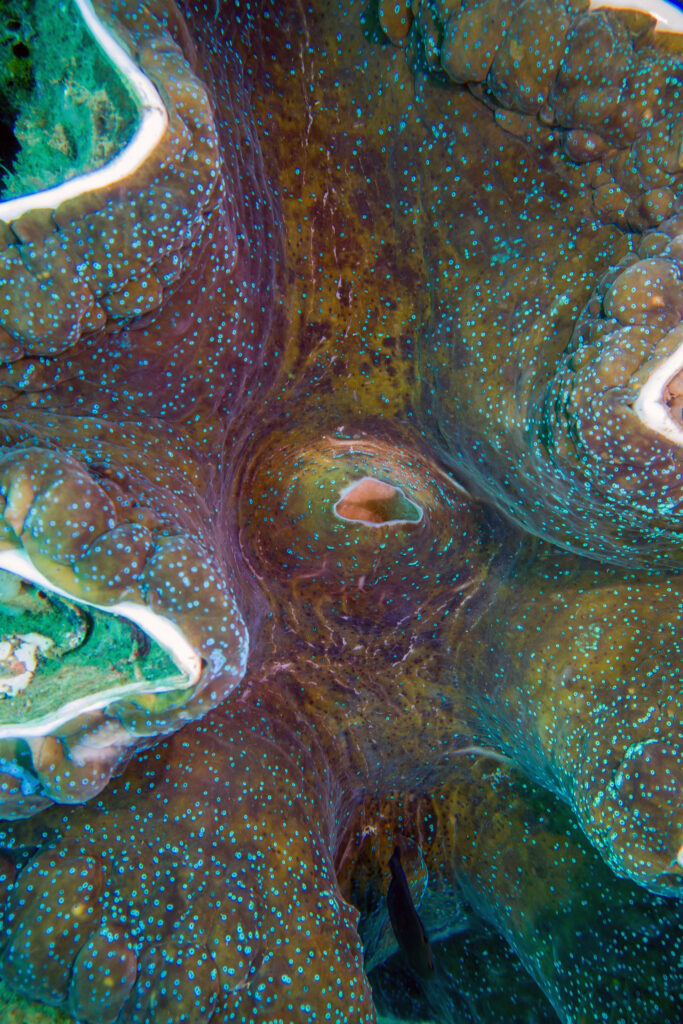 Vibrant Coral Reef Macro Wallpaper - Stunning Underwater Background
