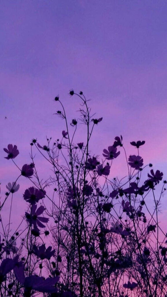Serene Cosmos Flowers Silhouette Against Soft Purple-Pink Gradient Wallpaper