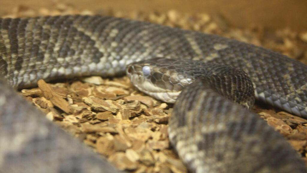 Close-Up of a Captivating Cottonmouth Snake Wallpaper Background