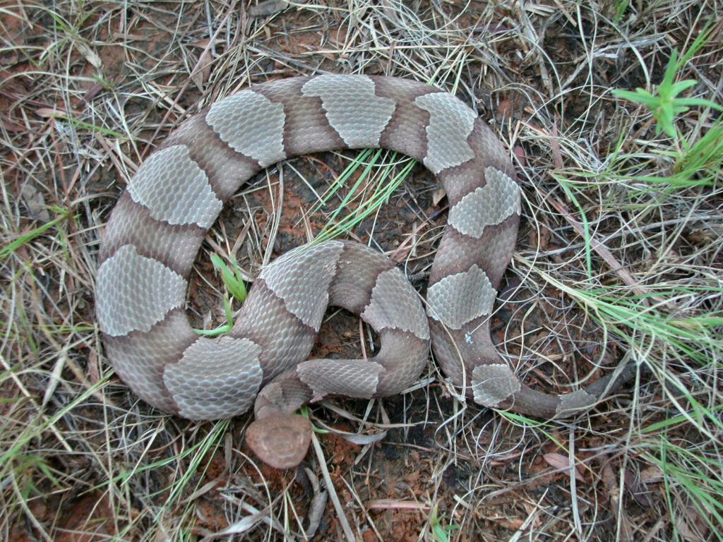 Top View Cottonmouth Snake Wallpaper: Unique Patterns in Nature