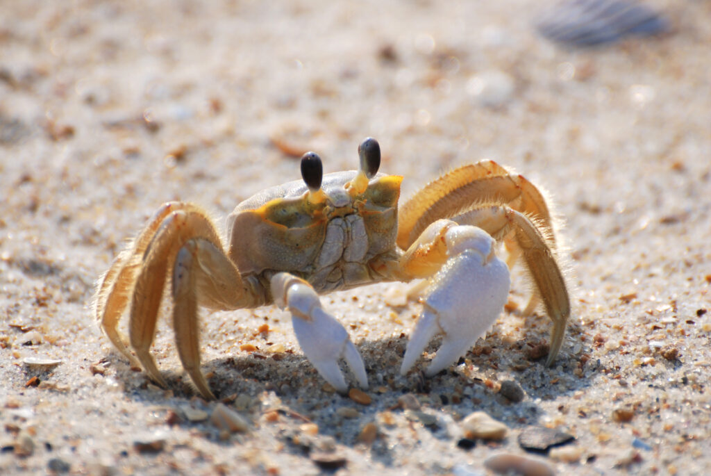 Close-Up Crab Wallpaper: Intricate Details on Sandy Beach Background