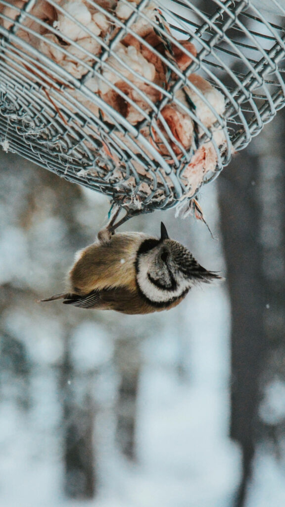 Stunning Crested Tit Winter Wallpaper for Samsung Galaxy S7 Edge