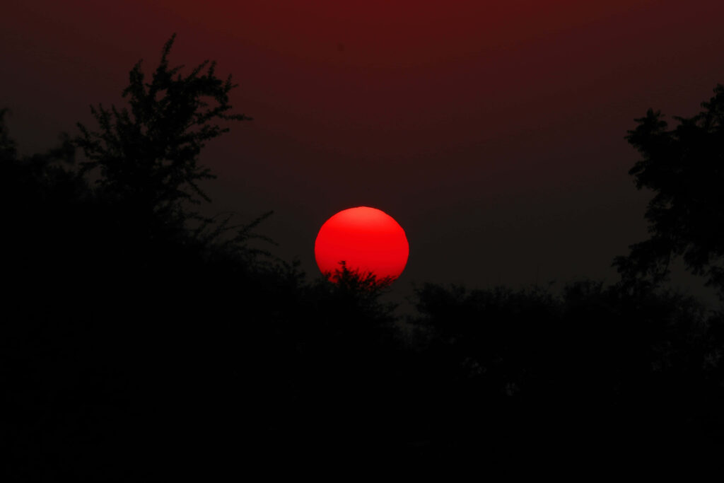Crimson Sunset Wallpaper - Stunning Red Sun & Silhouetted Trees