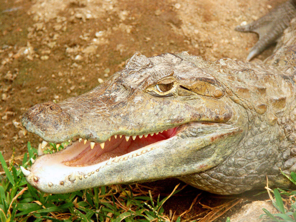 Close-Up Crocodile Wallpaper: Sharp Teeth & Textured Skin Beauty
