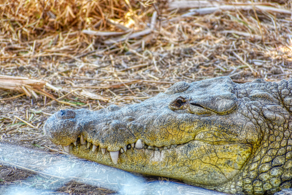 Close-Up of Crocodile: Powerful Jaw & Textured Skin Wallpaper