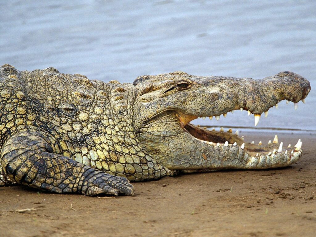 “Close-Up Crocodile Wallpaper: Sharp Teeth & Wild Power 1600x1200”