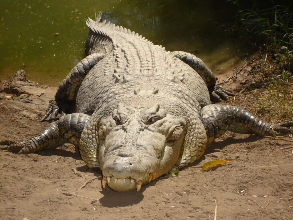 Stunning Crocodile Wallpaper: Light Brown Beauty by Green Water
