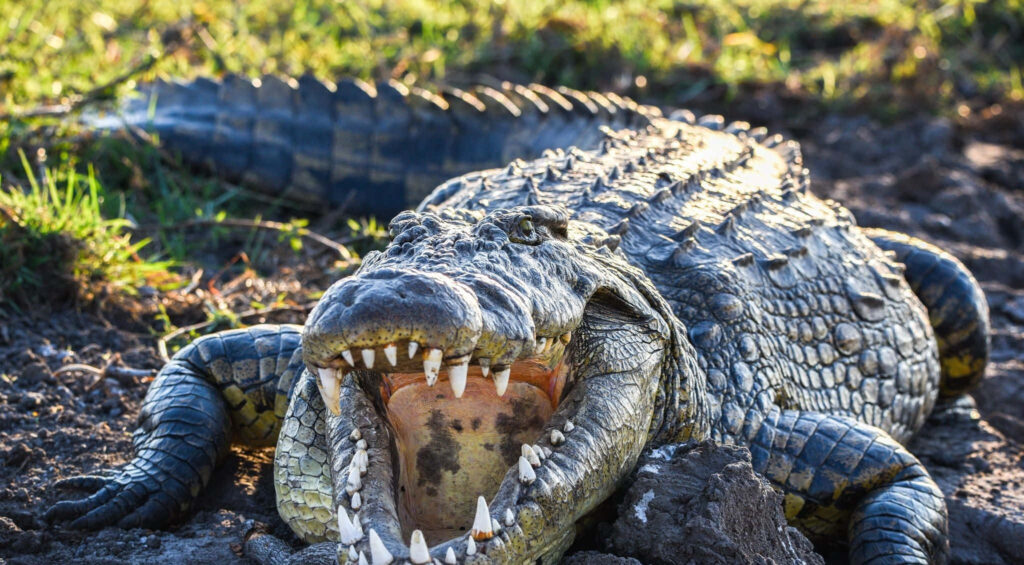 Beautiful Crocodile Wallpaper: Majestic Teeth & Textured Scales