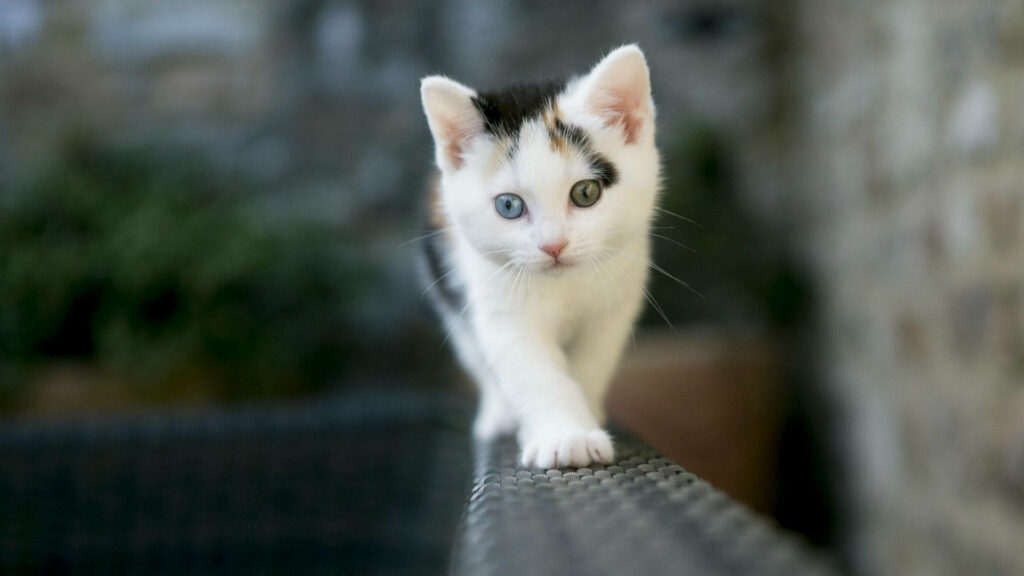 Stunning Cat Wallpaper: Adorable Heterochromatic Eyes on Rattan Chair