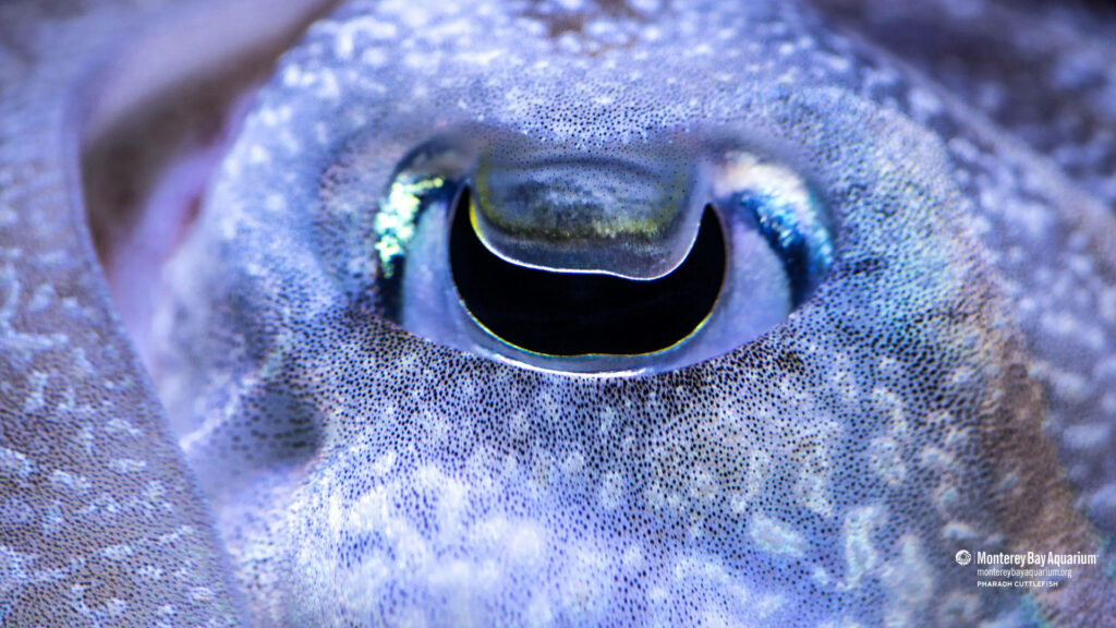 Stunning Cuttlefish Eye Wallpaper: Intricate Patterns & Marine Beauty