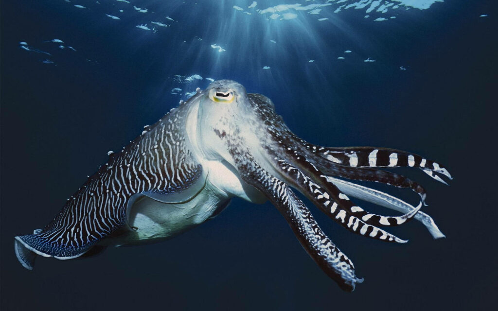 Stunning Cuttlefish Wallpaper: Graceful Ocean Beauty Background