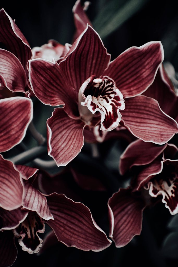Macro photo of deep burgundy Cymbidium orchid petals with white edges in dark lighting Wallpaper