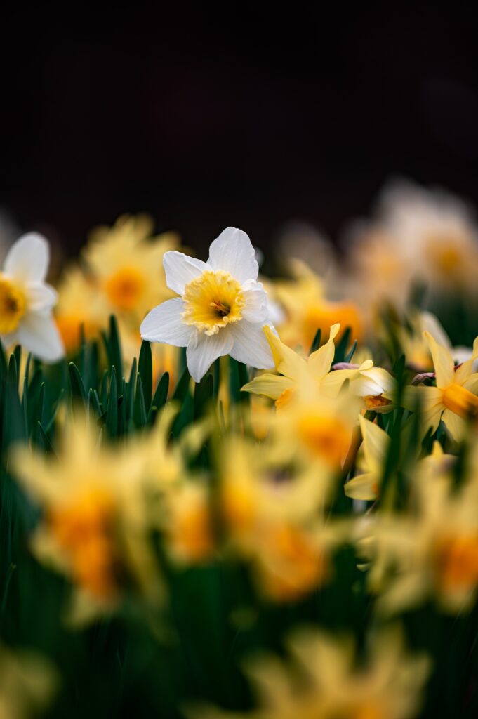 Stunning Macro Daffodils Wallpaper: Vibrant Colors & Delicate Details