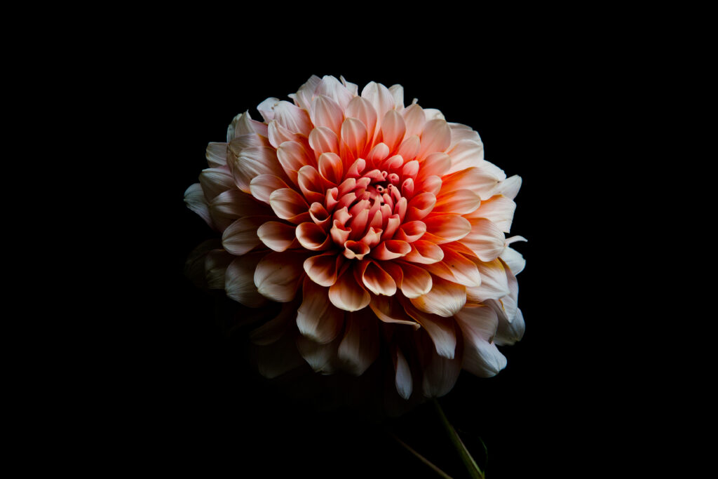 Stunning Dahlia Macro Wallpaper - Intricate Petals on Black Background