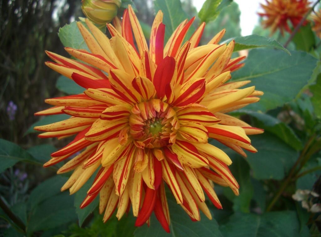 Vibrant Two-Tone Dahlia Close-Up Wallpaper with Green Background