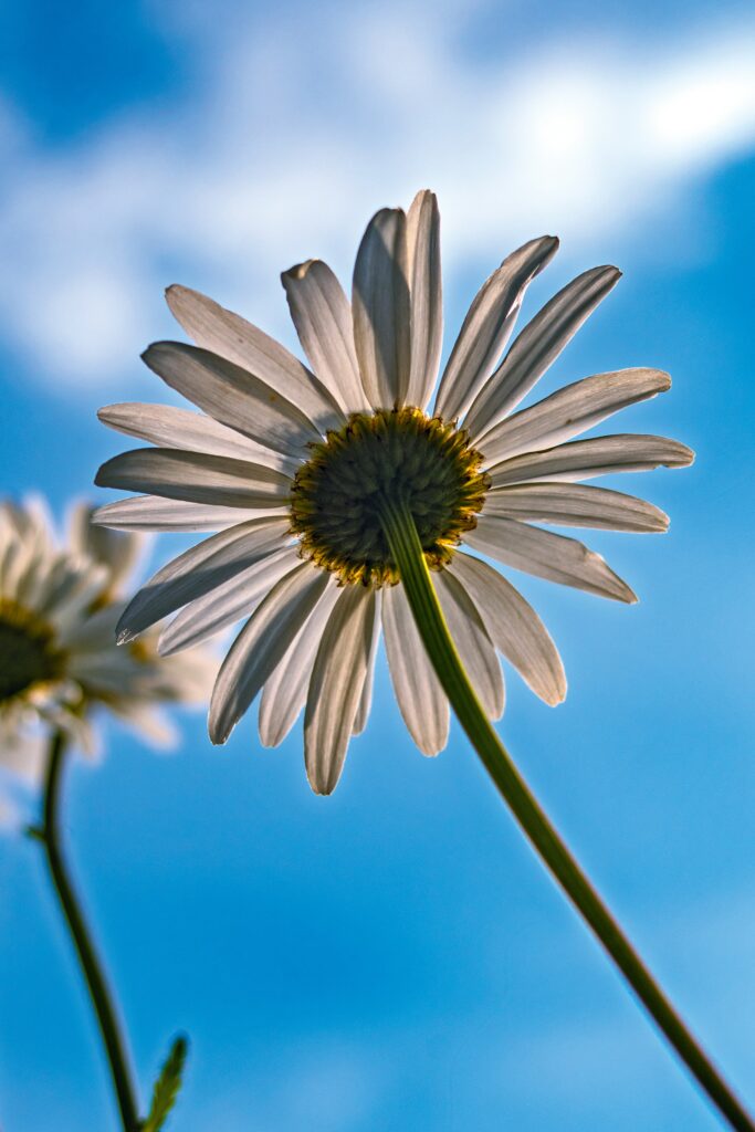 Close-Up Daisy Wallpaper: White Petals Against Blue Sky Background