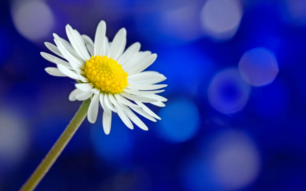 Stunning Daisy Wallpaper: White Petals & Yellow Center on Blue Bokeh